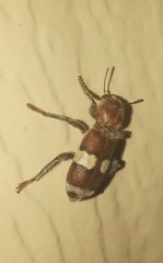 Enoclerus quadrisignatus