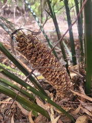 Macrozamia douglasii
