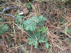 Artemisia tanacetifolia