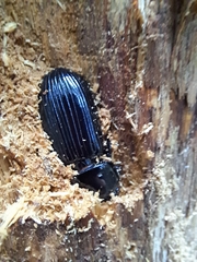 Mastachilus australasicus