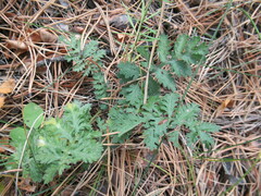Artemisia tanacetifolia