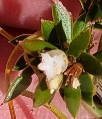 Styphelia leptospermoides