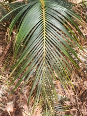 Macrozamia douglasii