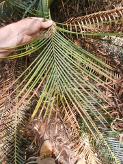 Macrozamia douglasii