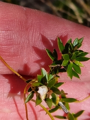 Styphelia leptospermoides