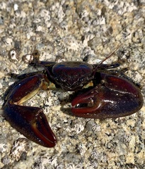 Petrolisthes cinctipes