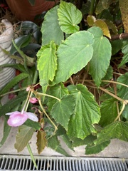 Begonia grandis