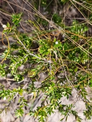 Styphelia leptospermoides