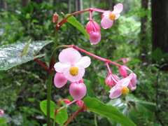 Begonia grandis