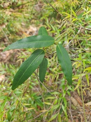 Leichhardtia fraseri