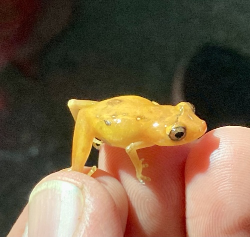 Esmeraldas Robber Frog, Diasporus gularis