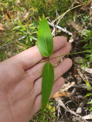 Leichhardtia fraseri