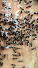 Technomyrmex albipes