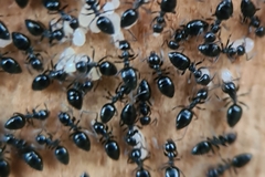 Technomyrmex albipes