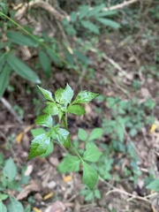 Eleutherococcus trifoliatus