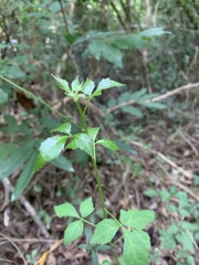 Eleutherococcus trifoliatus