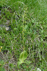 Neottia ovata