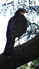 Accipiter striatus