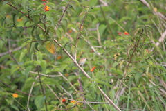 Cincloramphus timoriensis