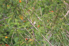 Cincloramphus timoriensis