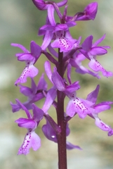 Orchis olbiensis
