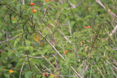 Cincloramphus timoriensis