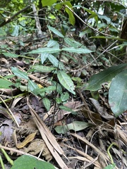 Trachelospermum jasminoides