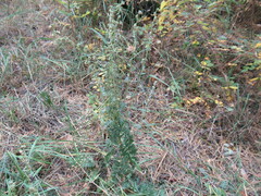 Artemisia tanacetifolia