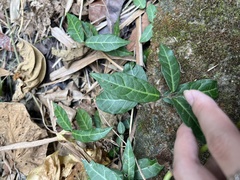 Trachelospermum jasminoides