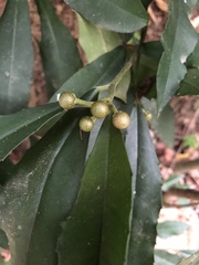 Ardisia cornudentata morrisonensis