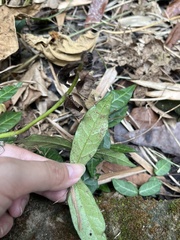 Trachelospermum jasminoides