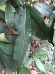 Ardisia cornudentata morrisonensis