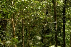 Macropygia phasianella