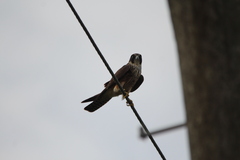 Falco longipennis