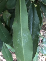 Ardisia cornudentata morrisonensis