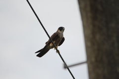 Falco longipennis