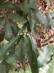 Ardisia cornudentata morrisonensis