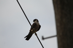 Falco longipennis