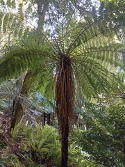 Cyathea smithii