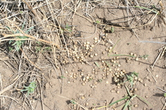 Ochotona dauurica
