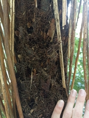 Cyathea smithii