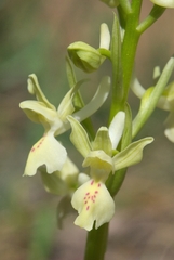 Orchis provincialis
