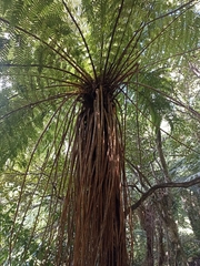 Cyathea smithii