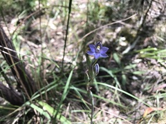 Thelymitra arenaria