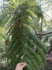 Cyathea smithii