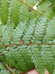 Cyathea smithii
