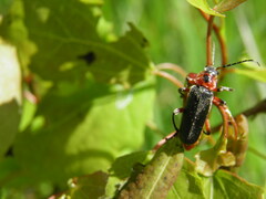 Cantharis rustica