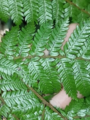 Cyathea smithii