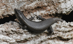 Egernia striolata