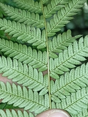 Cyathea smithii